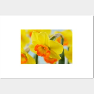 Narcissus  &#39;Bantam&#39;  AGM   Division 2 Large-cupped  Daffodil Posters and Art